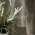 oreh-temnyy-eco-3-13-16641-8094